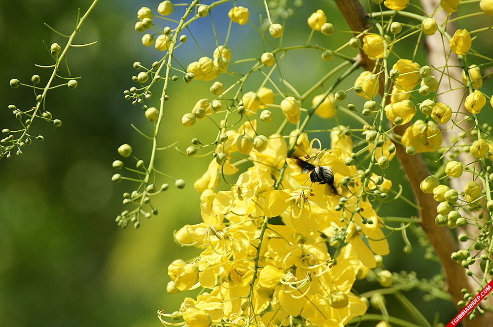 Tháng 4 Tây Nguyên: mùa bướm bay và hoa muồng vàng