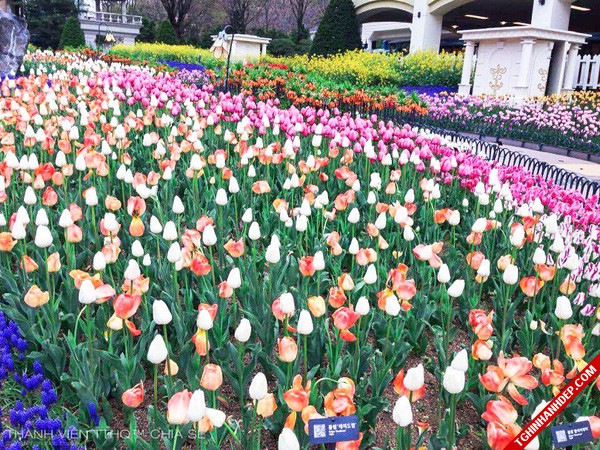 Tháng 4 và những mùa hoa đẹp tuyệt vời ở Hàn Quốc