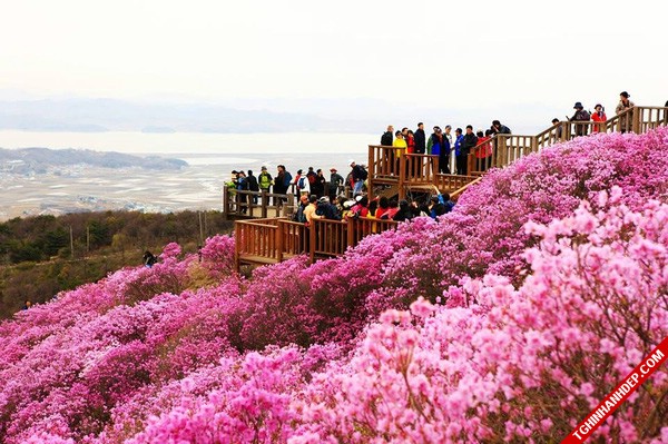 Tháng 4 và những mùa hoa đẹp tuyệt vời ở Hàn Quốc