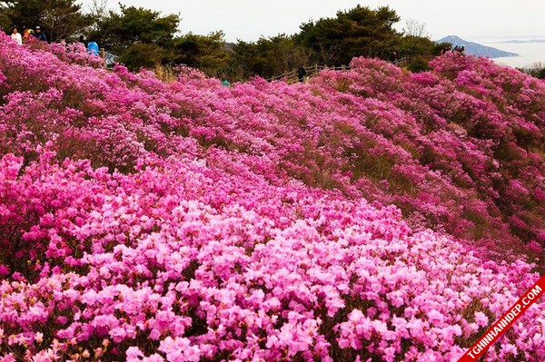 Tháng 4 và những mùa hoa đẹp tuyệt vời ở Hàn Quốc