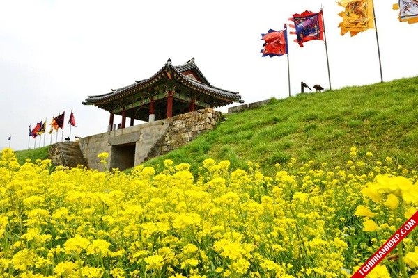 Tháng 4 và những mùa hoa đẹp tuyệt vời ở Hàn Quốc