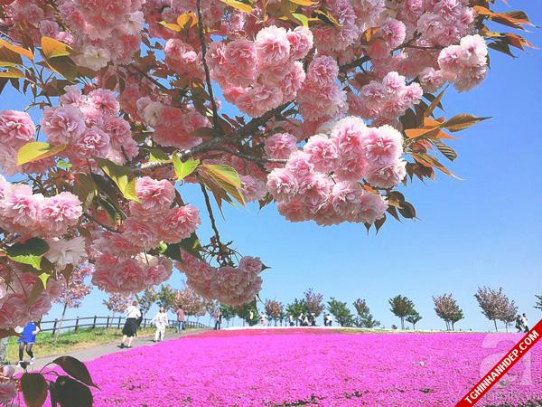 Những hình ảnh đẹp nhất về mùa hoa tháng 5 ở Nhật