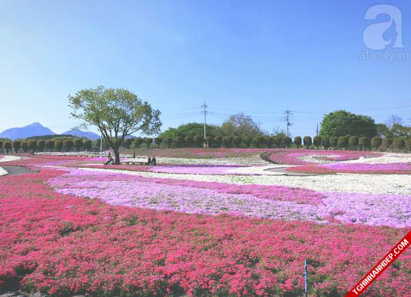 Những hình ảnh đẹp nhất về mùa hoa tháng 5 ở Nhật