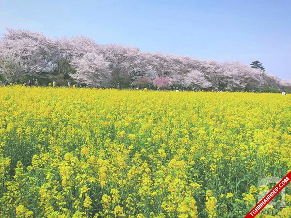 Những hình ảnh đẹp nhất về mùa hoa tháng 5 ở Nhật