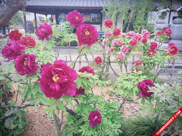 Những hình ảnh đẹp nhất về mùa hoa tháng 5 ở Nhật