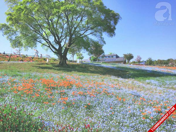 Những hình ảnh đẹp nhất về mùa hoa tháng 5 ở Nhật