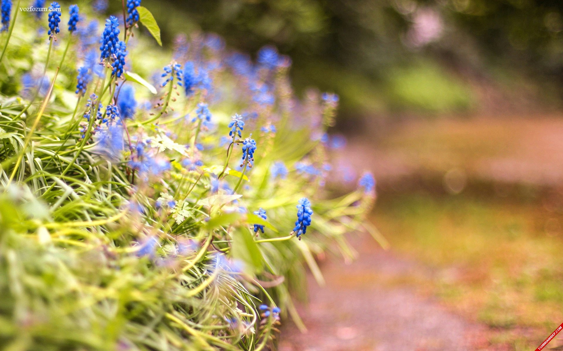 Trọn bộ hình nền hoa cỏ thiên nhiên đẹp nhất