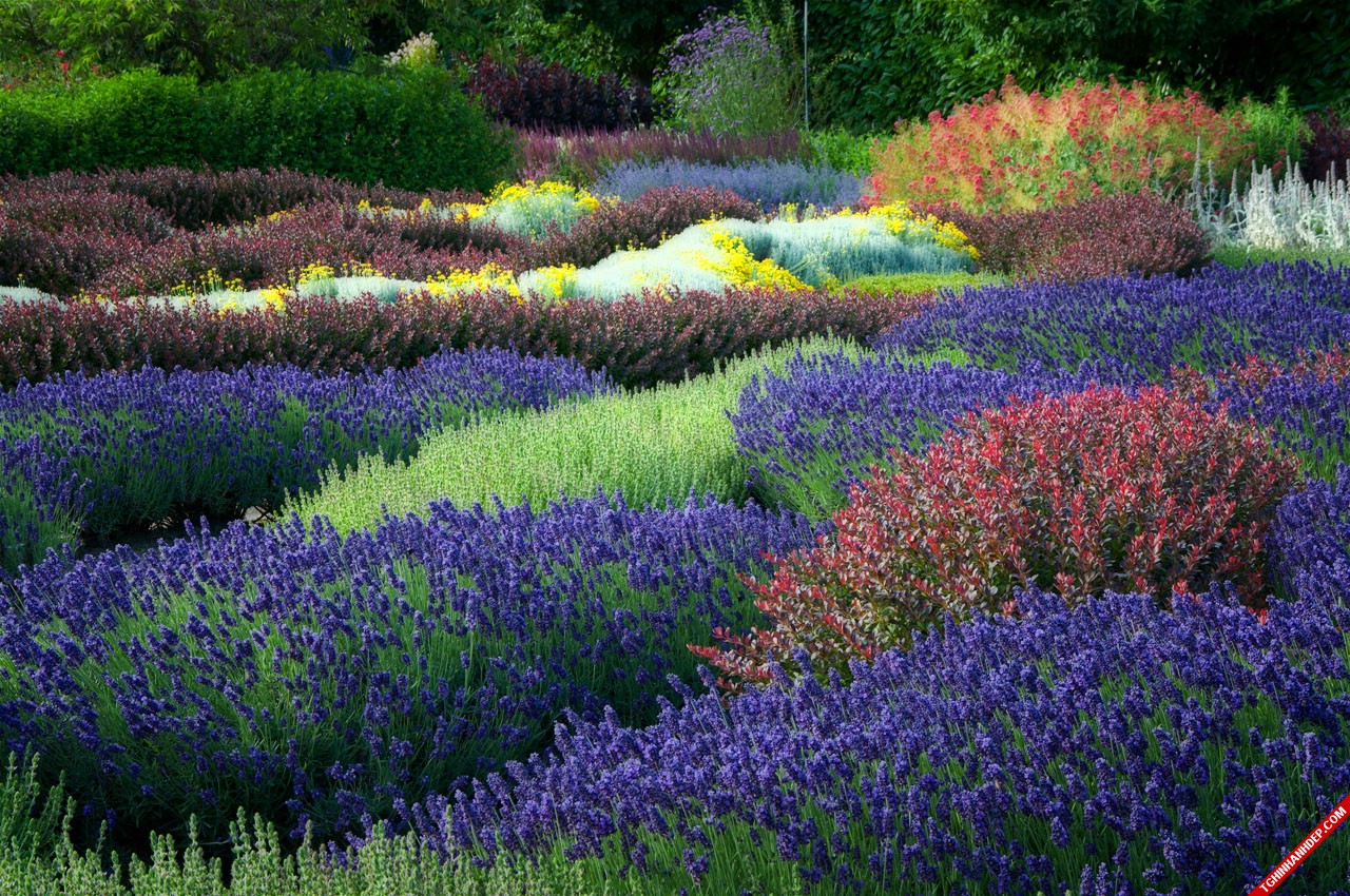 Bộ ảnh đẹp về hoa oải hương sắc tím lãng mạn