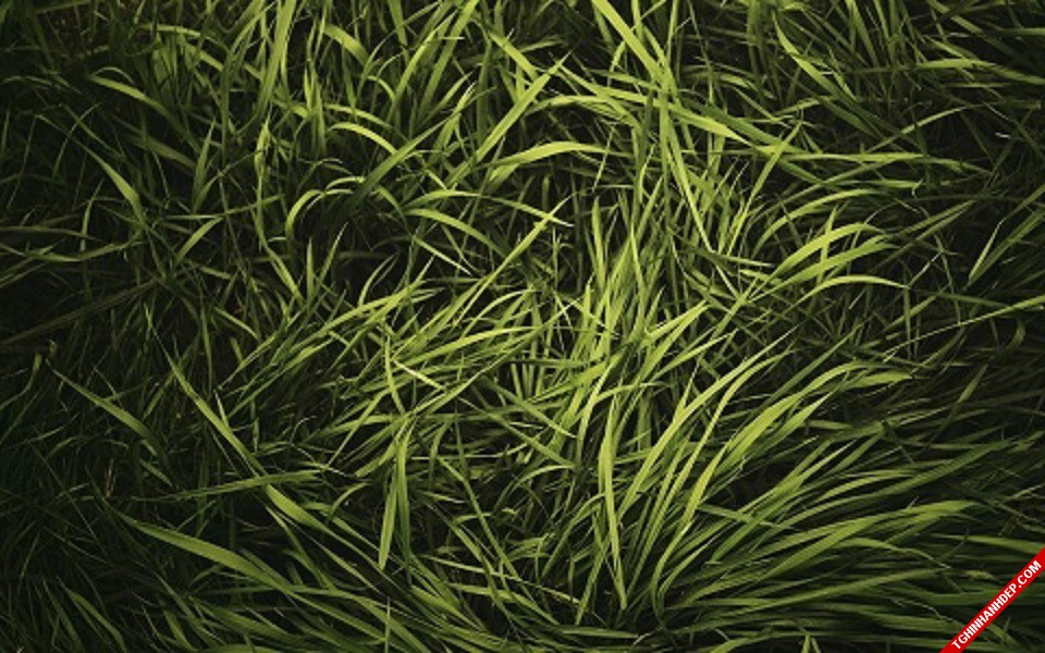 Bộ sưu tập ảnh về cánh đồng cỏ xanh đẹp như tranh vẽ