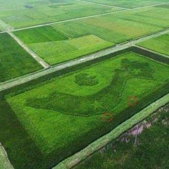 Hình ảnh những cánh đồng lúa tuyệt đẹp của Việt Nam từ góc nhìn trên cao
