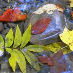 Tổng hợp bộ ảnh nền đẹp mê mẩn của thiên đường lá phong tong hop bo anh nen dep me man cua thien duong la phong