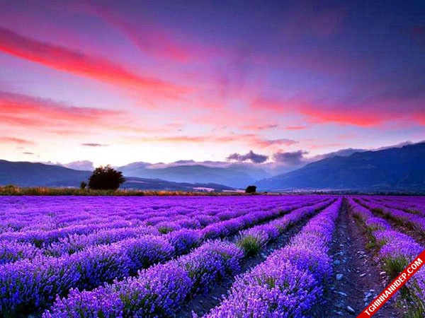 Cánh đồng lavender tím rịm nổi bật trên nền khung trời chuyển hồng xanh